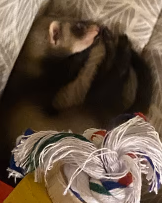 Furetto