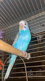 Pappagalli allevati a mano