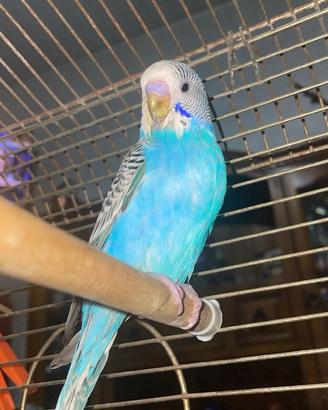 Pappagalli allevati a mano