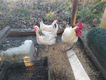 Galline Columbia Sussex allegra famiglia