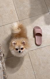 Spitz di pomerania mini toy