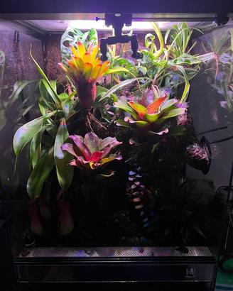 Terrario Foresta Pluviale