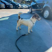 Jack Russel con Pedigree Roi per Monte