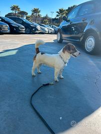 Jack Russel con Pedigree Roi per Monte