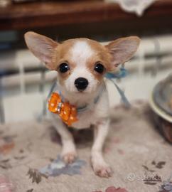 Chihuahua extra mini