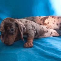 Cuccioli di bassotto