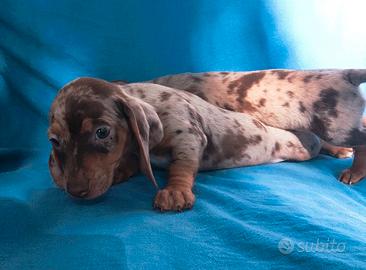 Cuccioli di bassotto