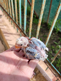 Pappagalli inseparabili