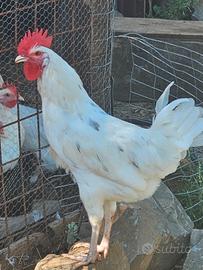 Gallo
