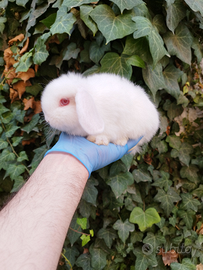 Coniglio nano ariete mini lop