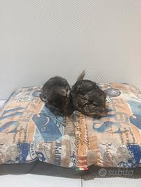 Cucciolo di cincillà beby