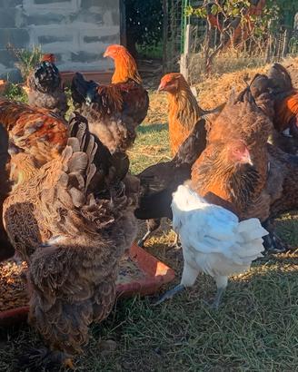 Galli e galline brahma