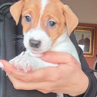Jack russel maschi pronti