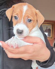 Jack russel maschi pronti