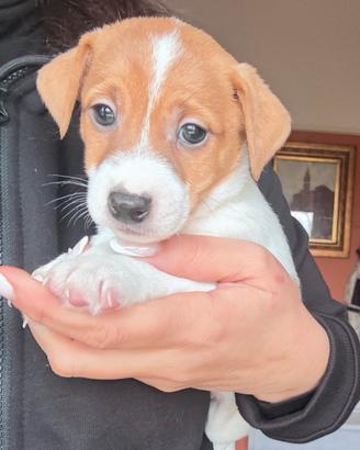 Jack russel maschi pronti
