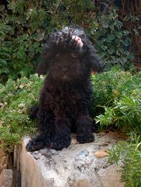 Cuccioli di barboncino toy neri