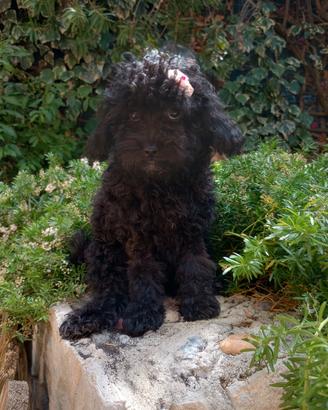 Cuccioli di barboncino toy neri