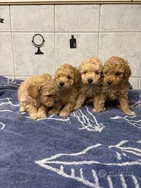 Cuccioli di barboncino
