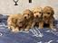 Immagine 1