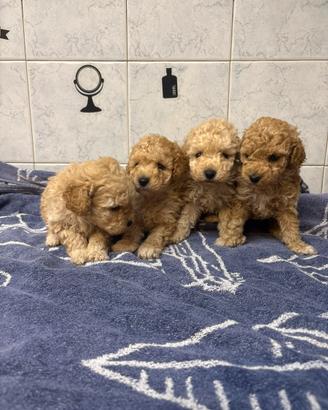 Cuccioli di barboncino