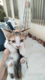 Gattina tricolore di 1 mese e mezzo
