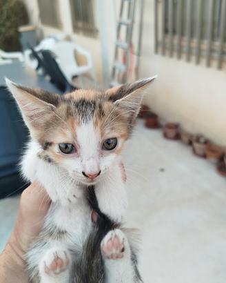 Gattina tricolore di 1 mese e mezzo