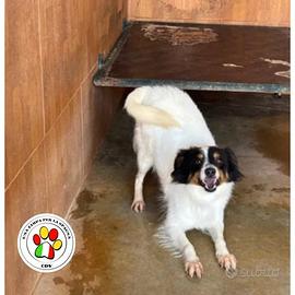 Adozione per il dolce otis meticcio 3 anni