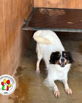 Adozione per il dolce otis meticcio 3 anni