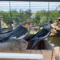 Calopsite femmina di circa 2 anni