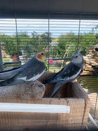 Calopsite femmina di circa 2 anni