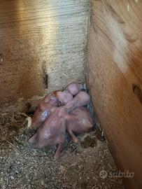 Parrocchetti dal collare