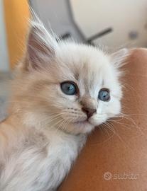 Gatti gattini cuccioli siberiani