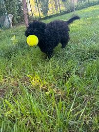 Lisa, cucciola di barboncino