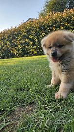 Akita cuccioli li disponibili
