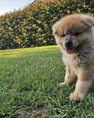 Akita cuccioli li disponibili