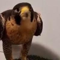 Falco pellegrino femmina