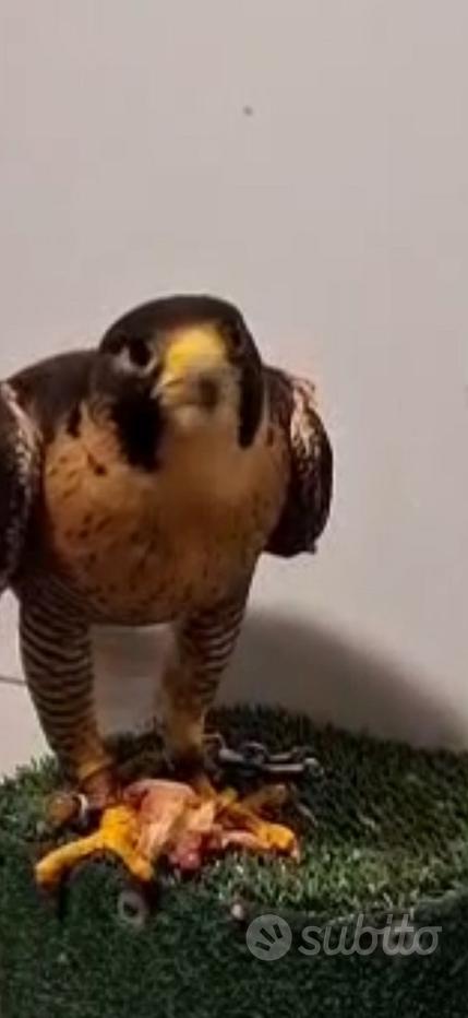 Falco Regalo e vendita animali
