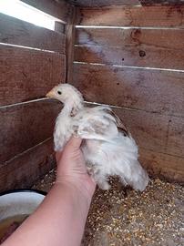 Cocincine varie età e colori