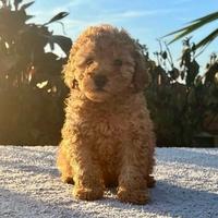 Cuccioli di barboncini mini toy maschi femmine
