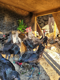 Combattenti inglesi moderni nani