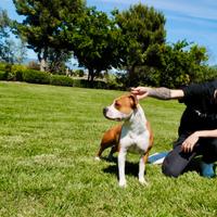 American Staffordshire Terrier