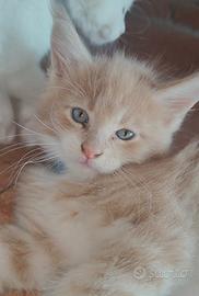 Maine Coon maschi