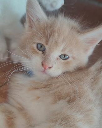 Maine Coon maschi