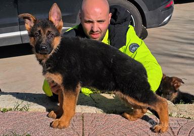 Pastore Tedesco cuccioli di 70 giorni