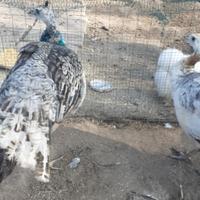 Pavoni negripennis - coppia del 2025