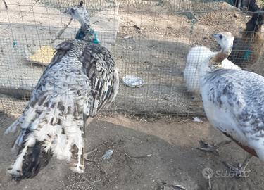 Pavoni negripennis - coppia del 2025