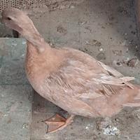 Anatra femmina