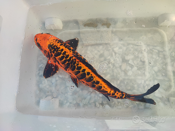 Carpe koi