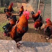 Ultimi galli marans disponibili