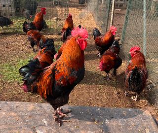 Ultimi galli marans disponibili